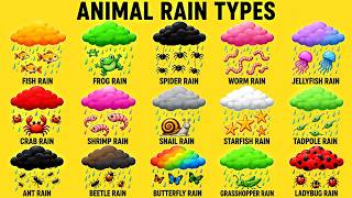 Animals Rains Types All Animals Rain Explained