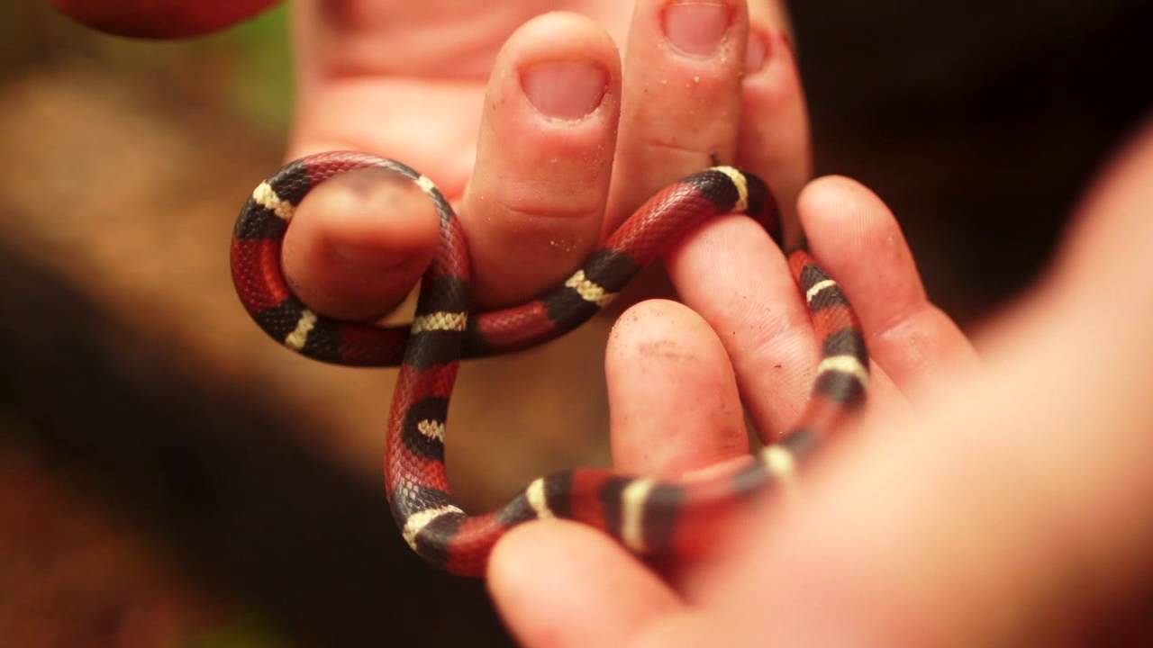 Red On Yellow Kill A Fellow Scarlet King snake - YouTube