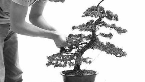 bonsai - juniper - wacholder - juniperus chinensis - redesign - Part II