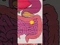 Let’s Follow a Cookie! 🧠🍪 Fun Digestive Path for Kids! #kidslearning #digestivehealth