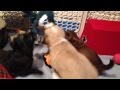 Molly's Mutts Day 45 (a) Molly's Mutts Day 45 (a)