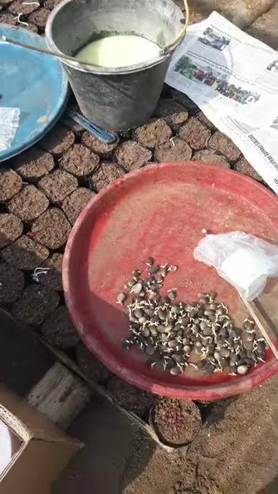 pencegahan hama / jamur pada prenursery bibit kelapa sawit
