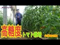 高濃度トマト栽培　第２弾　トマトを美味しいさせるコツを教えます。　タネのハシモト