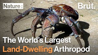 The World’s Largest Land-Dwelling Arthropod