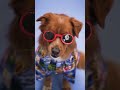 #ComedyGold #Purrfection #FunFactor #FunnySideOfLife #CuteSurprises
