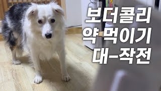 초무던 브로콜리 옆에서 가만히 안 있는 인간콜리