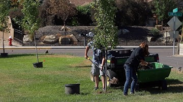 Planting a Row of Maple Trees at Our Neighbors House! 🌳🌳🌳 // Garden Answer