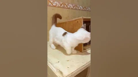 Video 6299071: little munchkin, cats catlover kucing, catlover kucing funny cute