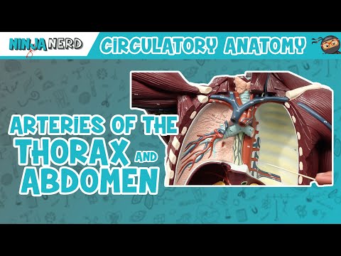 Circulatory System | Arteries of the Thorax & Abdomen | Torso Anatomy Model