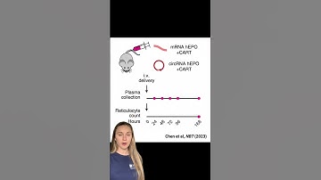 Improving mRNA therapeutics through RNA circularization (Chen et al, 2023)