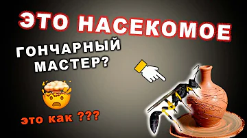 🐝Удивительные Гончарные мастера! #фауна #насекомые #интересныечудеса