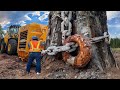 Incredibly fastest giant tree cutting skills - powerful logging vehicles and chainsaws