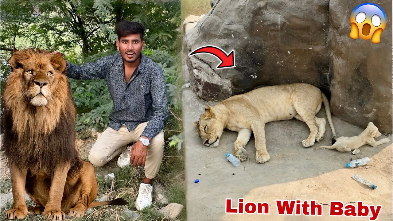 Jungle Sy Lion Or Tigger Mil Gy😱