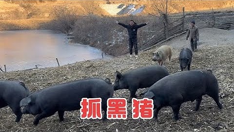 20251121- (English version) Going into the mountains to catch black pigs
