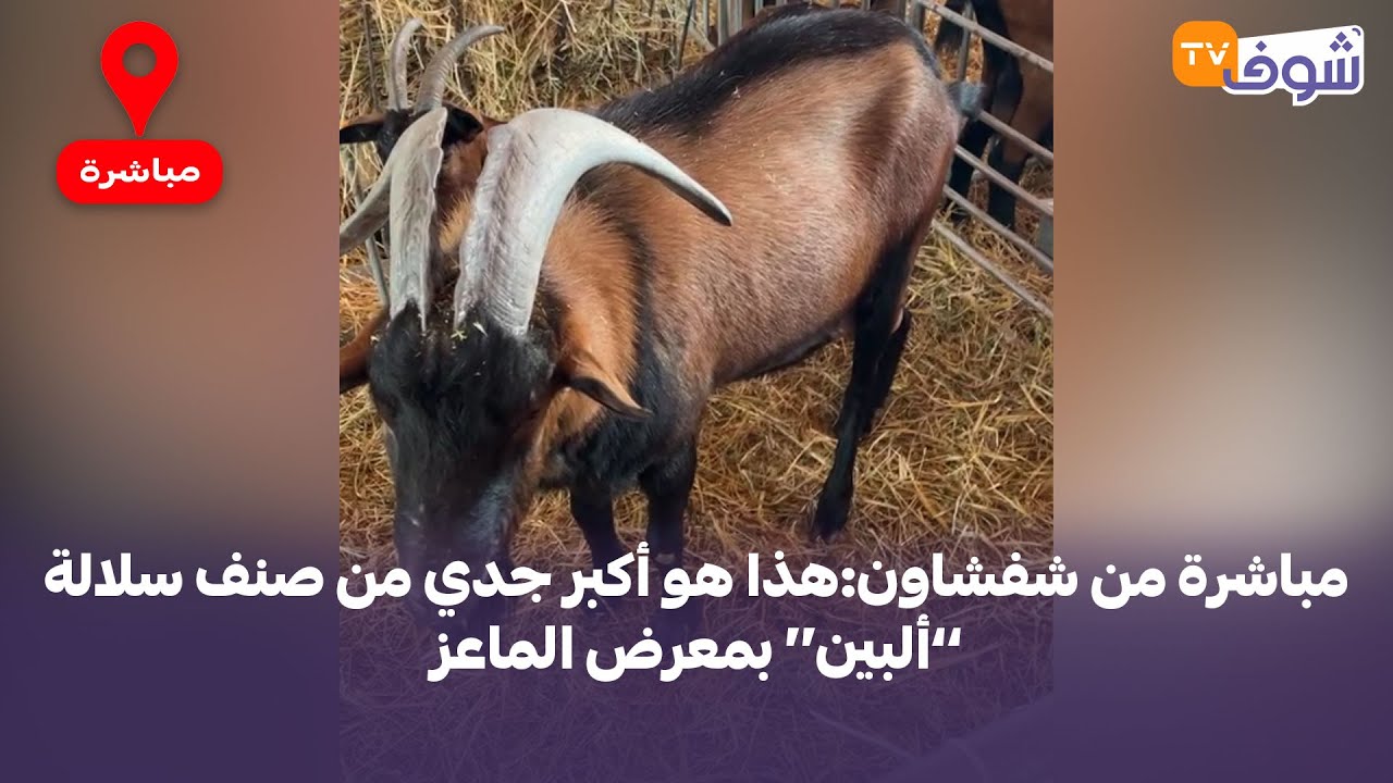 مباشرة من شفشاون:هذا هو أكبر جدي من صنف سلالة ’’ألبين‘‘ بمعرض الماعز