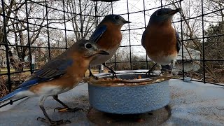 Live mealworms enjoyed by many birds!  Up close, INSIDE VIEW (Erva caged bluebird feeder). 12-21-21