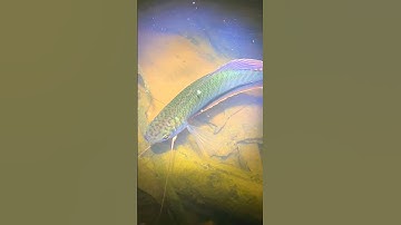 Cá sặc bướm #shorts #short