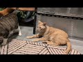 各部屋の猫ちゃん達にドライフードをドライからウェットに変えてみると 猫ちゃん達の反応は?