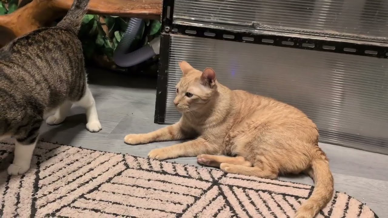 各部屋の猫ちゃん達にドライフードをドライからウェットに変えてみると 猫ちゃん達の反応は?