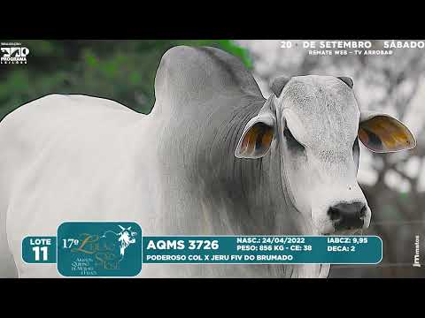 LOTE 11   AQMS 3726