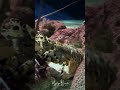 Colorful lobsters of Sri Lanka’s coastal waters 🦞🌊. #viral #shorts #lobster #sea #aquarium