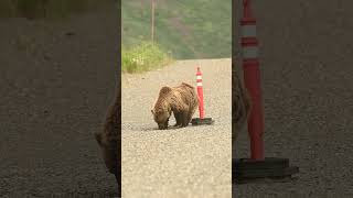 Grizzly Bear Cub Plays With Traffic Cone