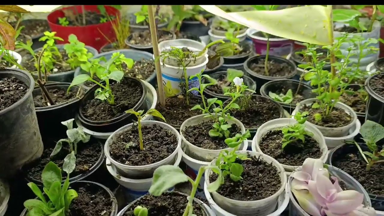 Моя боротьба з мошкою.