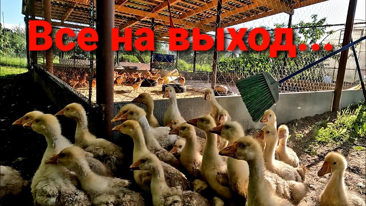 УТКИ и ГУСИ на ВЫГУЛЕ / Территория водоплавающих / СТАДО ГОЛОШЕЕК - YouTube