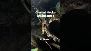 Crested Gecko Crash Course EP. 2: Humidity & Temperature — How to Keep Them Safe in Europe’s Heat