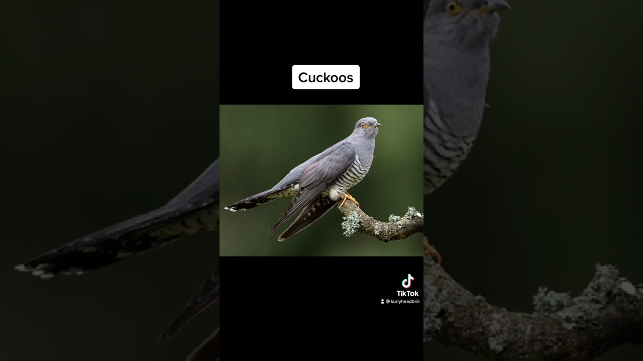 Worst Moms in the Animal Kingdom😵 