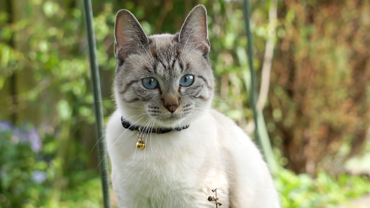 シャムトラ マロン 刺激いっぱいの庭遊びを楽しむ猫 Youtube