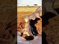 Survival Instinct! Zebra vs. Huge Crocodile!▲ 🦓 🐊 #shorts #animals #trending