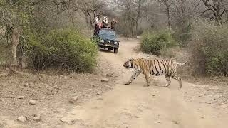 sariska tiger resrive 🐅🐅🐅🐅sariska tiger safari 🐅🐅🐅#wildlifevlogs🌳🌳🌳🌳🌳