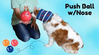 Learn How to Teach a Dog to Push a Ball with Their Nose Video | Cool Dog Tricks for any Age