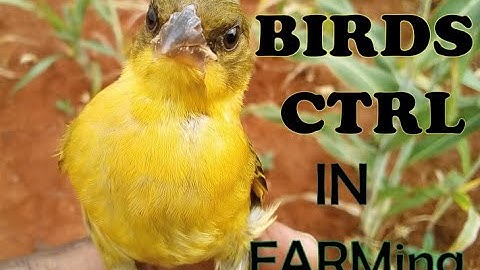 How To Control Birds Damage On Crops
