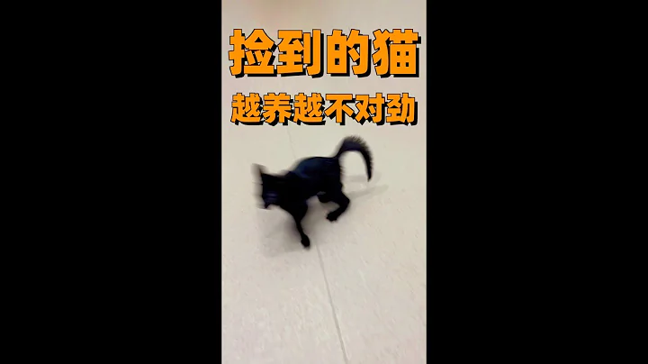 捡到的猫，越养越不对劲 - 天天要闻