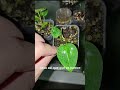 Plántulas Anthurium Michelle #anthurium #babyplants #plántulas #shorts #leaves #aroids #plantlover