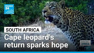Cape leopard's return sparks hope • FRANCE 24 English