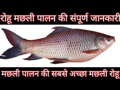 रोहू मछली की संपूर्ण जानकारी ।। Rohu Fish