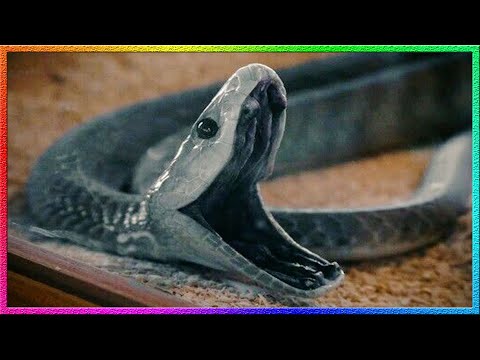 【탐구하다】 블랙맘바가 아프리카에서 가장 위험한 뱀인 이유는?