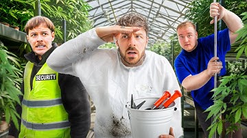 HIDE and SEEK auf einer HANFPLANTAGE (über 10.000 m2)