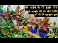 मेरे गार्डेन के ये 15 indoor plants/ indoor plants for beginners / indoor plants for home decoration