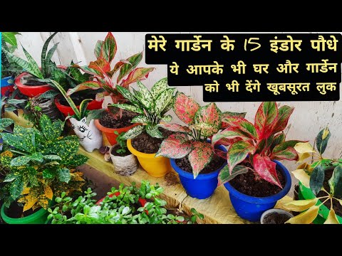 वीडियो: Poinsettia सबसे सुंदर है, एक अपार्टमेंट में उगाया जाता है