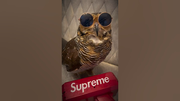 Bibib the Rich Owl‼️🦉💰🤑
