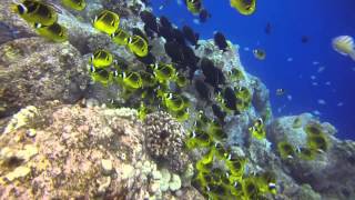 Kona Hawaii Scuba "Eel Cove" Dive April 2014