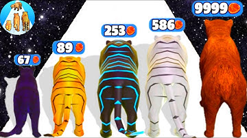 Cat Evolution Run - Level Up Animal Max Level Gameplay Part 2 (New Update)