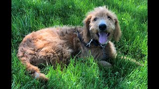 Details Stella - 5 month old Golden Doodle | 2-Week Board and Train | Pittsburgh Update