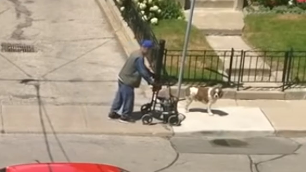 Offleash dog patiently awaits elderly owner during walk YouTube