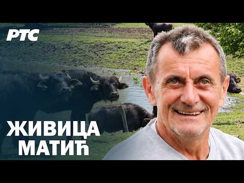 Život sa bivolima | Sasvim prirodno (Jovan Memedović)