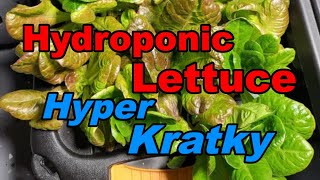 Hydroponic Lettuce with Upgraded Kratky Method: ‘Hyper Kratky’